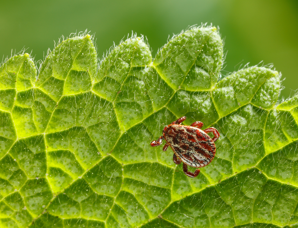 Identifying and Removing Ticks